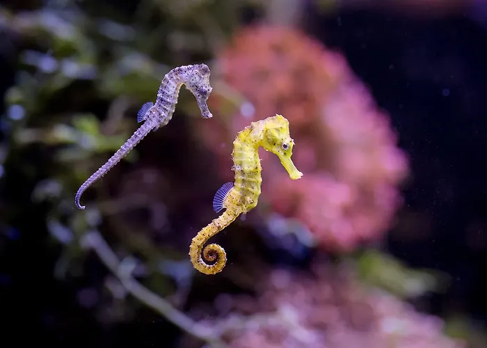 Great Polonia Kraków Airport